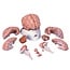 3B Scientific Anatomisch model van de hersenen 9 delig met bloedvaten - 3B Scientific