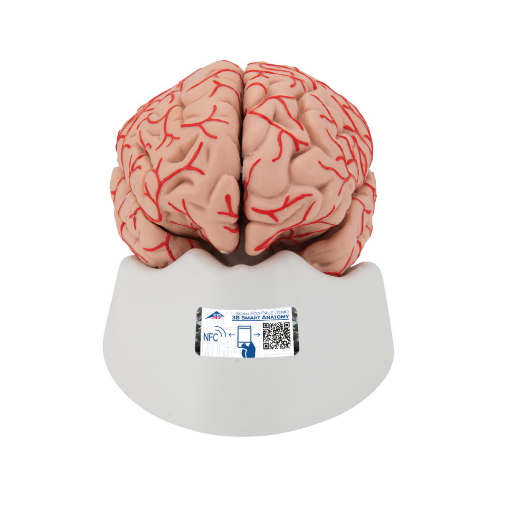 3B Scientific Anatomisch model van de hersenen 9 delig met bloedvaten - 3B Scientific, foto 2 van 6