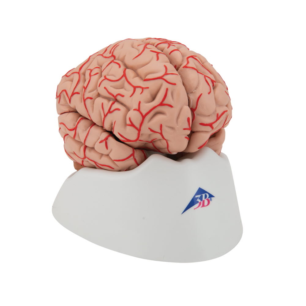 3B Scientific Anatomisch model van de hersenen 9 delig met bloedvaten - 3B Scientific, foto 3 van 6