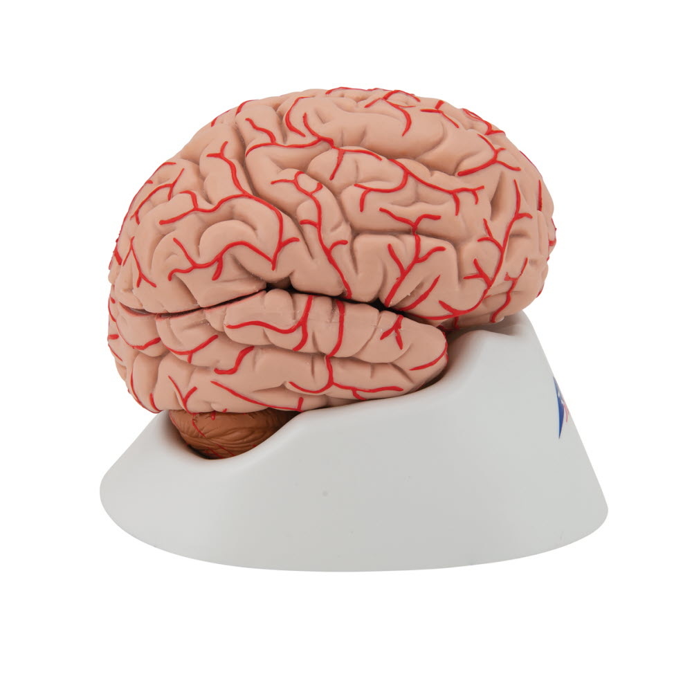 3B Scientific Anatomisch model van de hersenen 9 delig met bloedvaten - 3B Scientific, foto 4 van 6