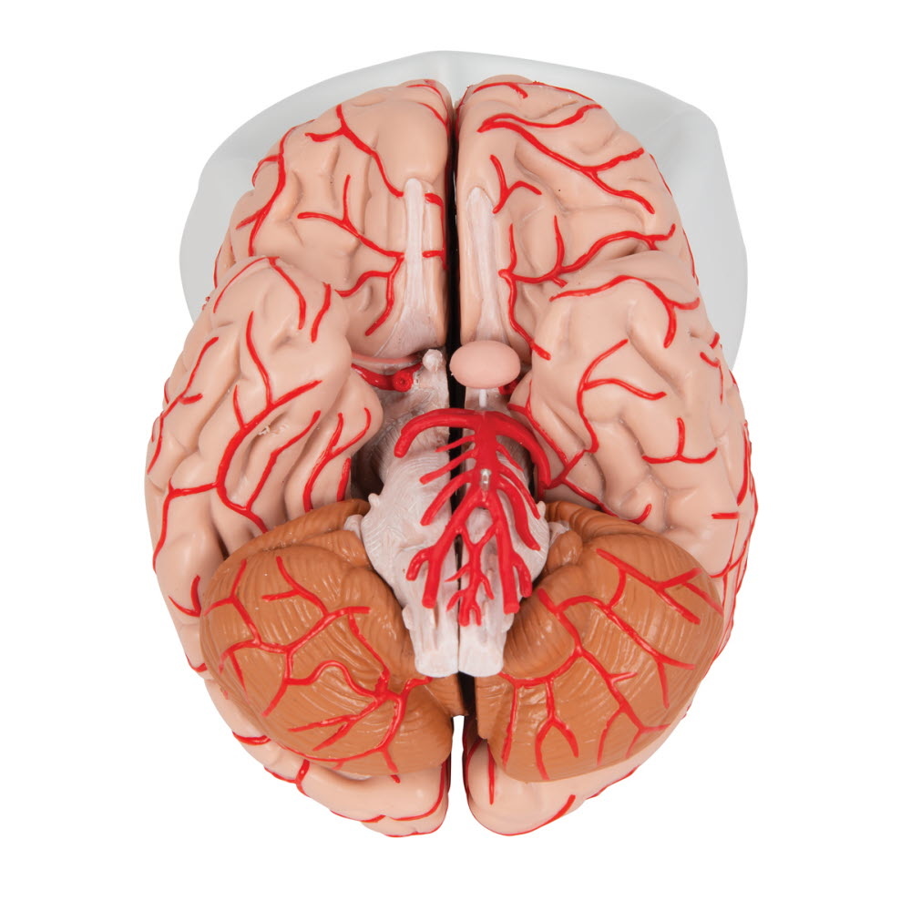 3B Scientific Anatomisch model van de hersenen 9 delig met bloedvaten - 3B Scientific, foto 5 van 6