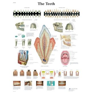 3B Scientific Anatomie Poster Tanden - Engels/Latijn