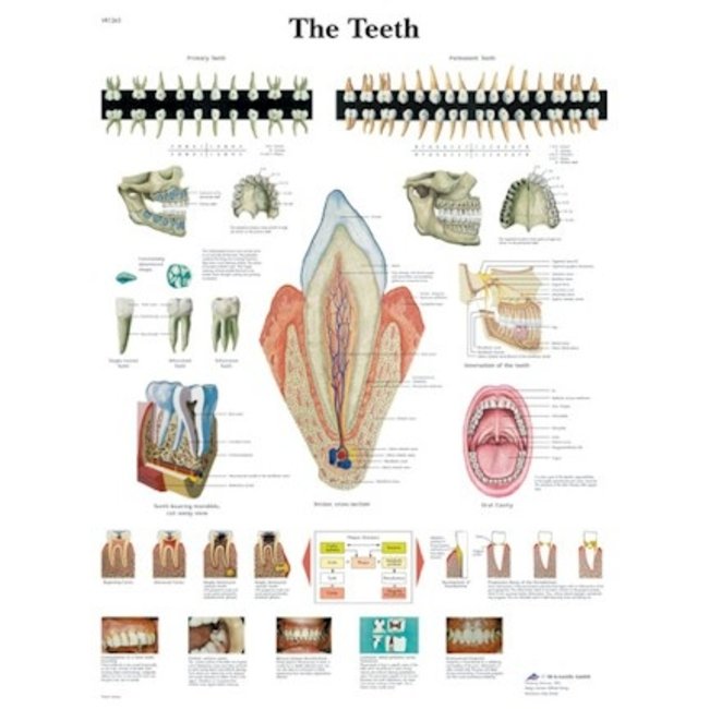 3B Scientific Anatomische Poster van de Tanden