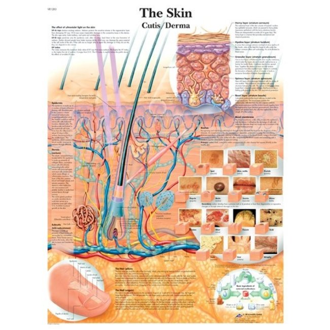 3B Scientific Anatomische Poster van de Huid/ Skin - Engels/Latijn