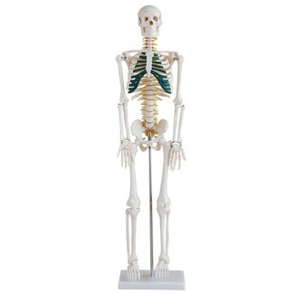 Anatomisch Skelet | 85 cm | Met zenuwwortels, halsslagaders en herniaschijf | Budget model