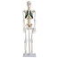 Anatomisch Skelet | 85 cm | Met zenuwwortels, halsslagaders en herniaschijf | Budget model