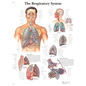 3B Scientific Anatomische Poster The Respiration System / Luchtwegen en Longen