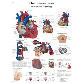 3B Scientific Anatomie Poster Hart - Engels/Latijn