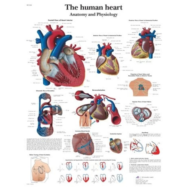 3B Scientific Anatomische Poster van het Hart - Engels/ Latijn