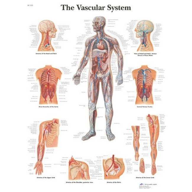 3B Scientific Anatomische Poster Vaatstelsel/ vascular system - Engels/Latijn