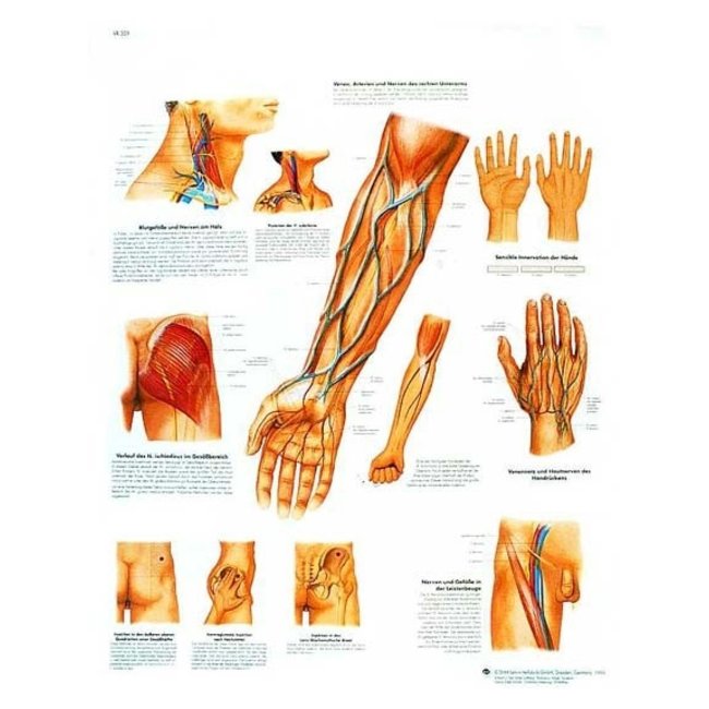 3B Scientific Anatomische Poster Bloedvaten/ Blood Vessels - Engels/Latijn