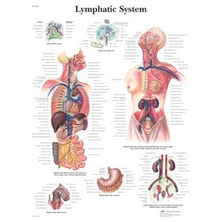 Anatomische Poster Lymphatic System