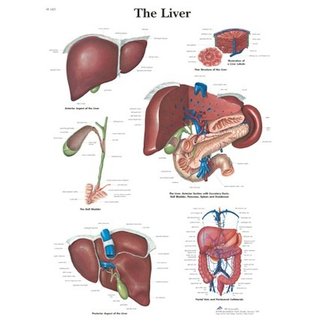 3B Scientific Anatomie Poster - Lever Engels/Latijn