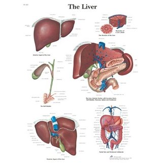 3B Scientific Anatomische Poster van de Lever