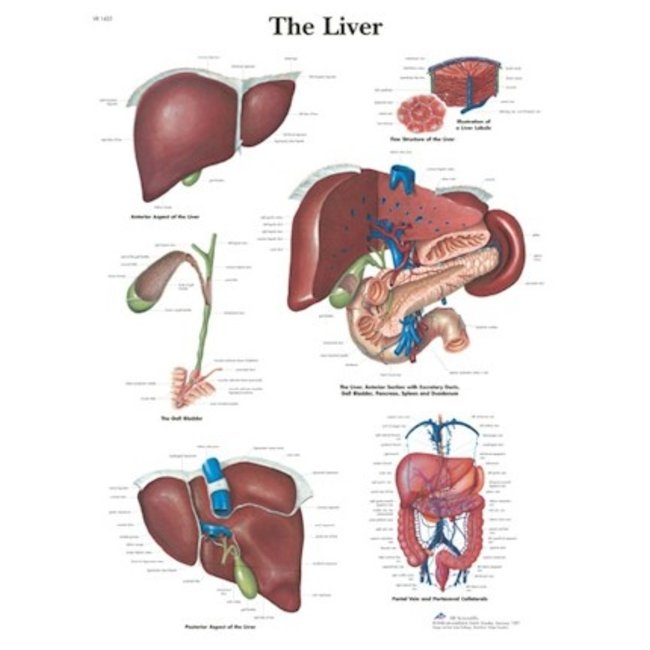 3B Scientific Anatomie Poster - Lever Engels/Latijn