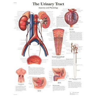 3B Scientific Anatomische Poster Urinary System / Urinewegen