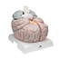 3B Scientific Anatomie model van de Hersenen 14 delig extra groot