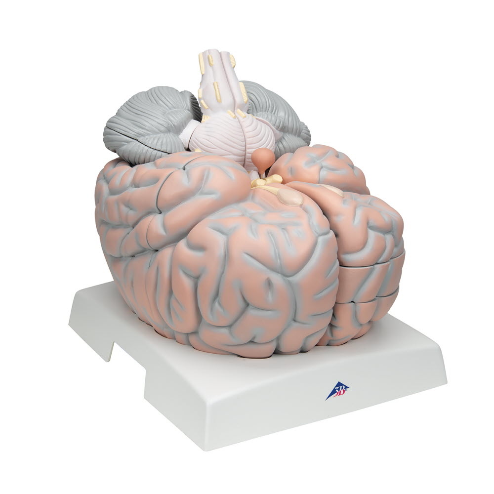 3B Scientific Anatomie model van de Hersenen 14 delig extra groot, foto 2 van 6