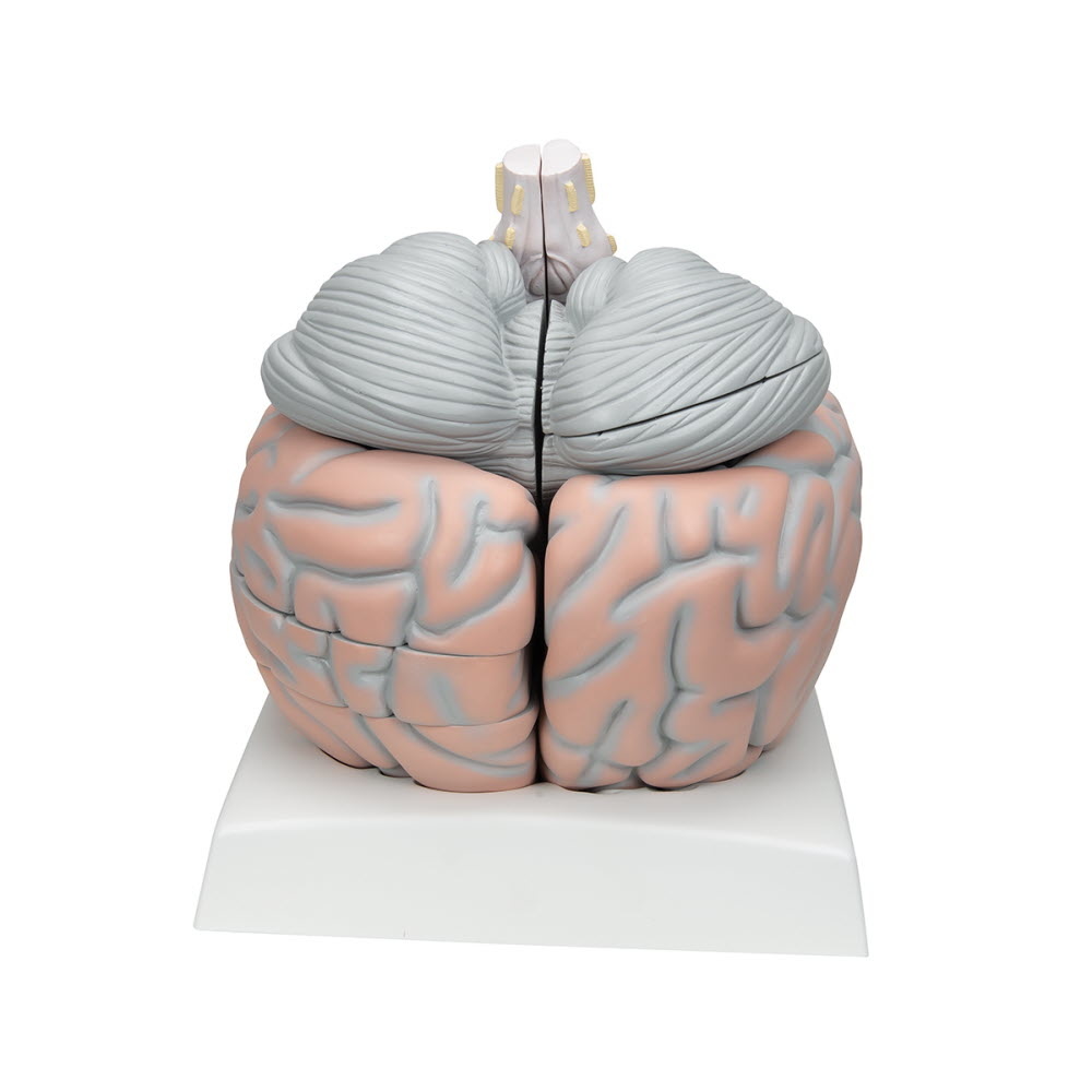3B Scientific Anatomie model van de Hersenen 14 delig extra groot, foto 3 van 6