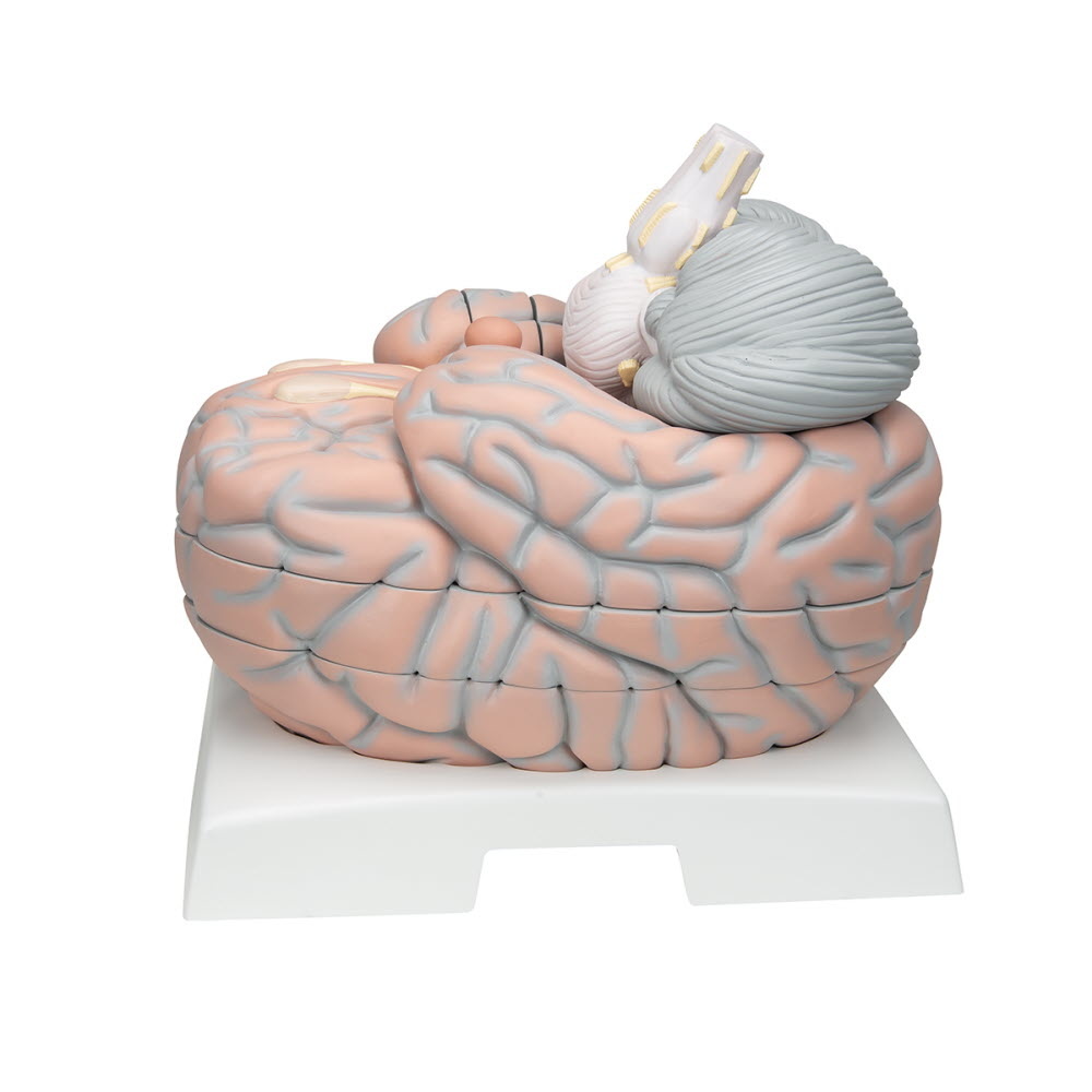 3B Scientific Anatomie model van de Hersenen 14 delig extra groot, foto 4 van 6