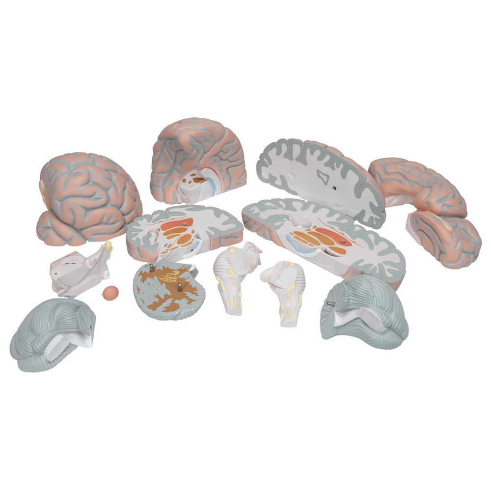 3B Scientific Anatomie model van de Hersenen 14 delig extra groot, foto 5 van 6