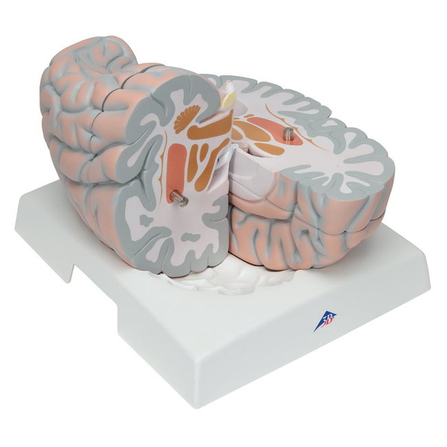 3B Scientific Poster Menselijke Hersenen - Gelamineerd, 50x67 Cm - Anatomische Details & Secties