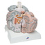 3B Scientific Anatomie model van de Hersenen 14 delig extra groot