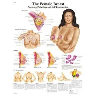 3B Scientific Anatomie Poster Vrouwelijke Borst - Engels/Latijn