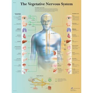 3B Scientific Anatomische Poster Vegative nervous system