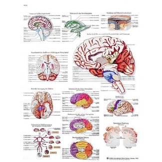 3B Scientific Anatomie Poster - Menselijke Hersenen Engels/Latijn
