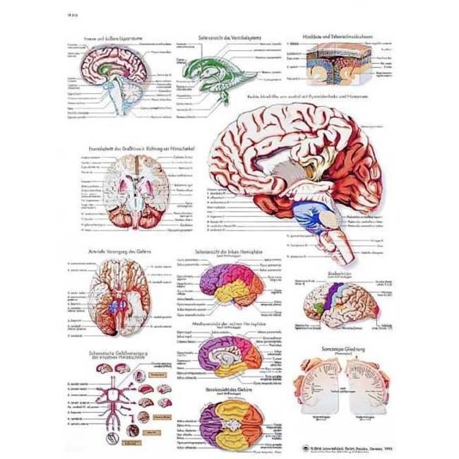 3B Scientific Anatomische Poster menselijke Hersenen
