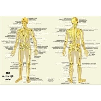 Anatomie poster Menselijk Skelet -  Nederlands/ Latijn