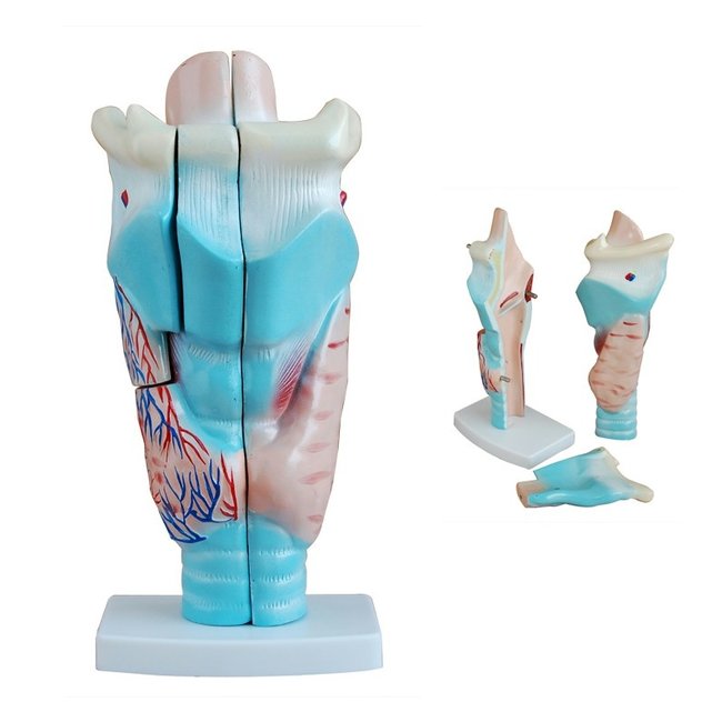 Anatomisch model van de Larynx (strottenhoofd), 3 maal vergroot - Budget model