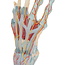 3B Scientific Handskelet met Ligamenten en spieren