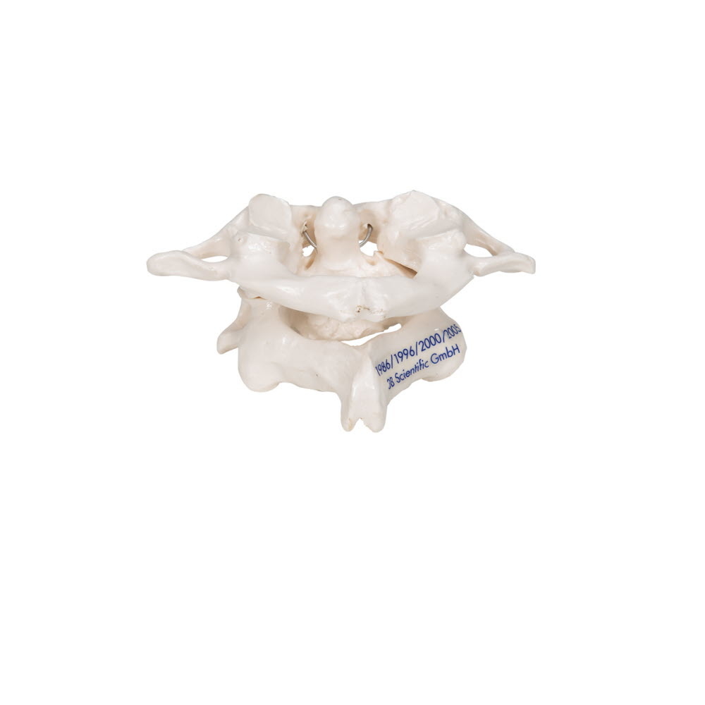3B Scientific Anatomisch model van de atlas en axis, foto 4 van 5