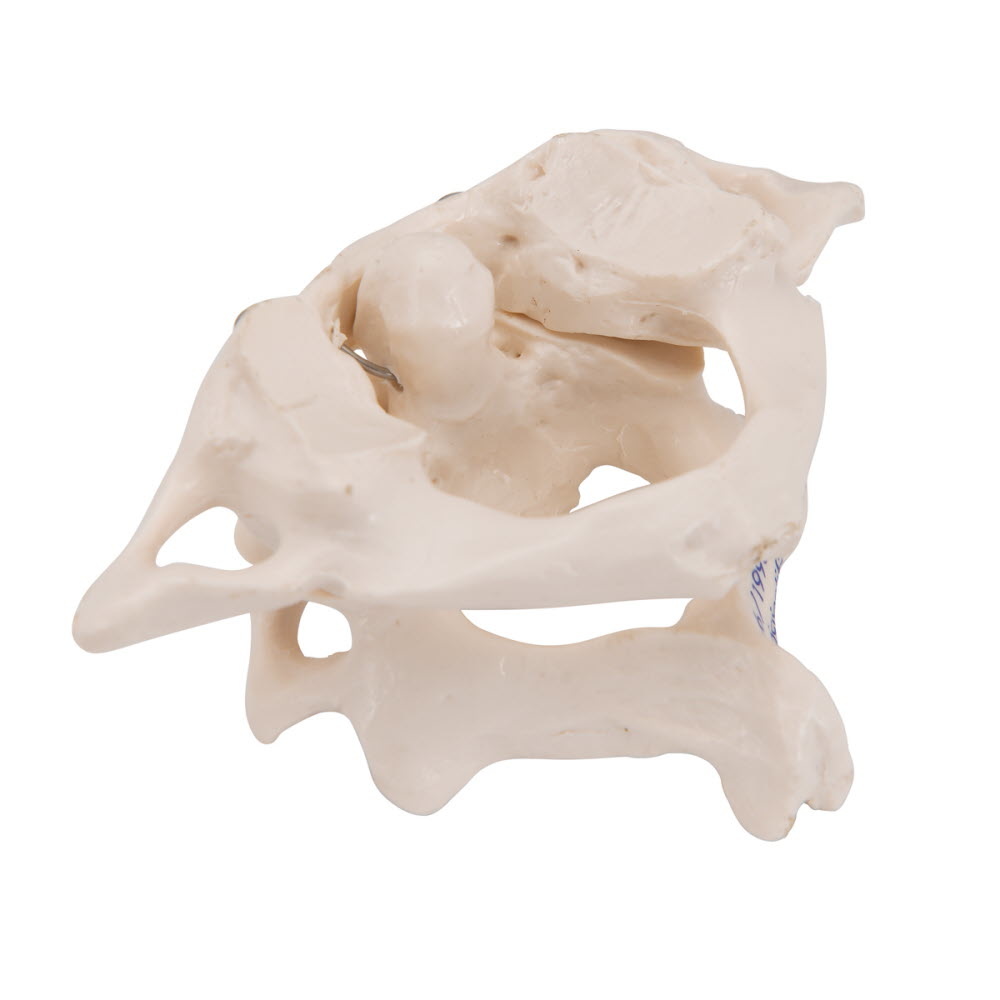 3B Scientific Anatomisch model van de atlas en axis, foto 5 van 5