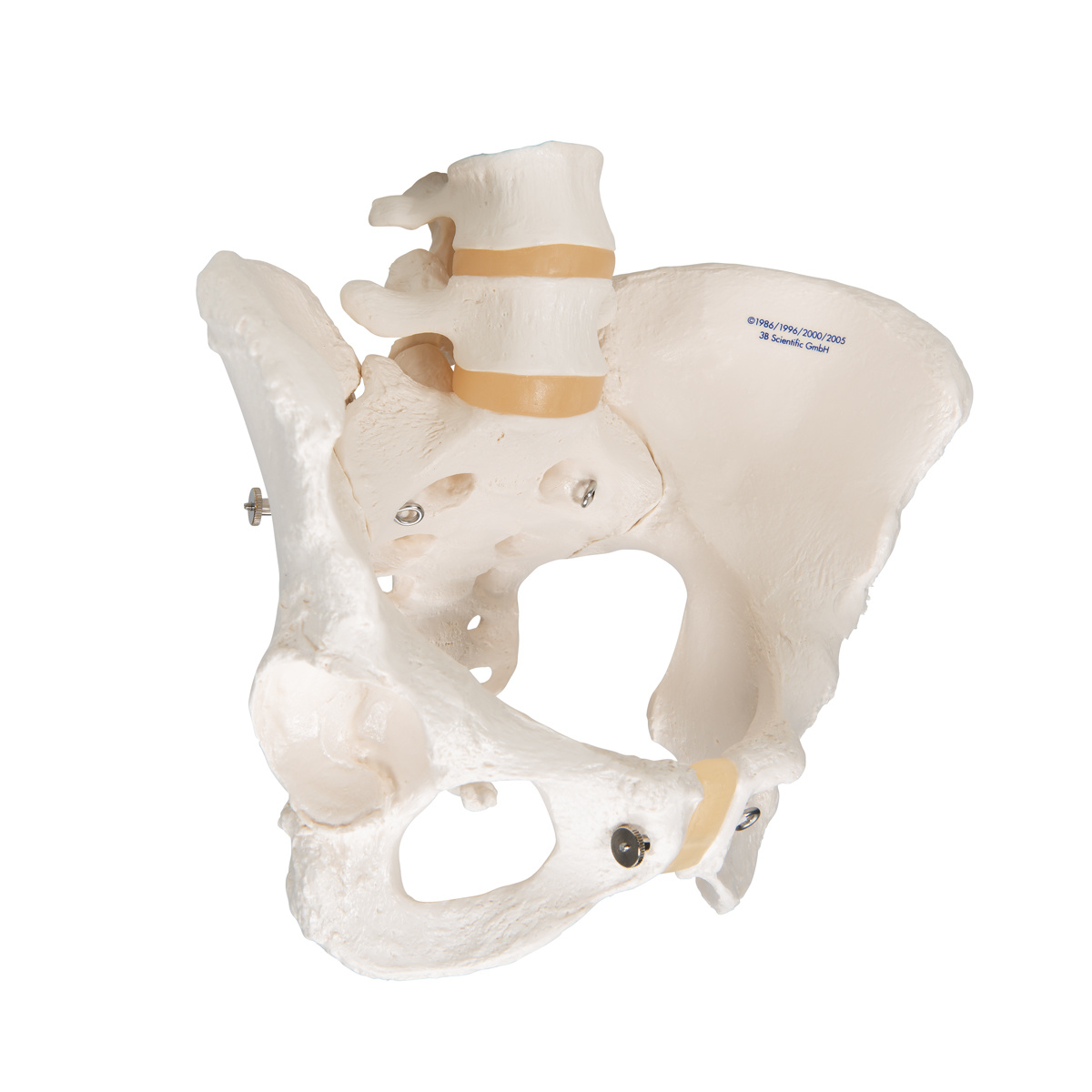 3B Scientific Anatomisch model van het vrouwelijk bekken - 3B Scientific, foto 2 van 4
