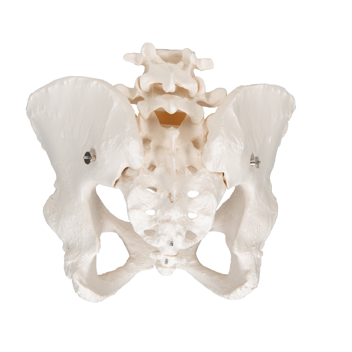 3B Scientific Anatomisch model van het vrouwelijk bekken - 3B Scientific, foto 3 van 4