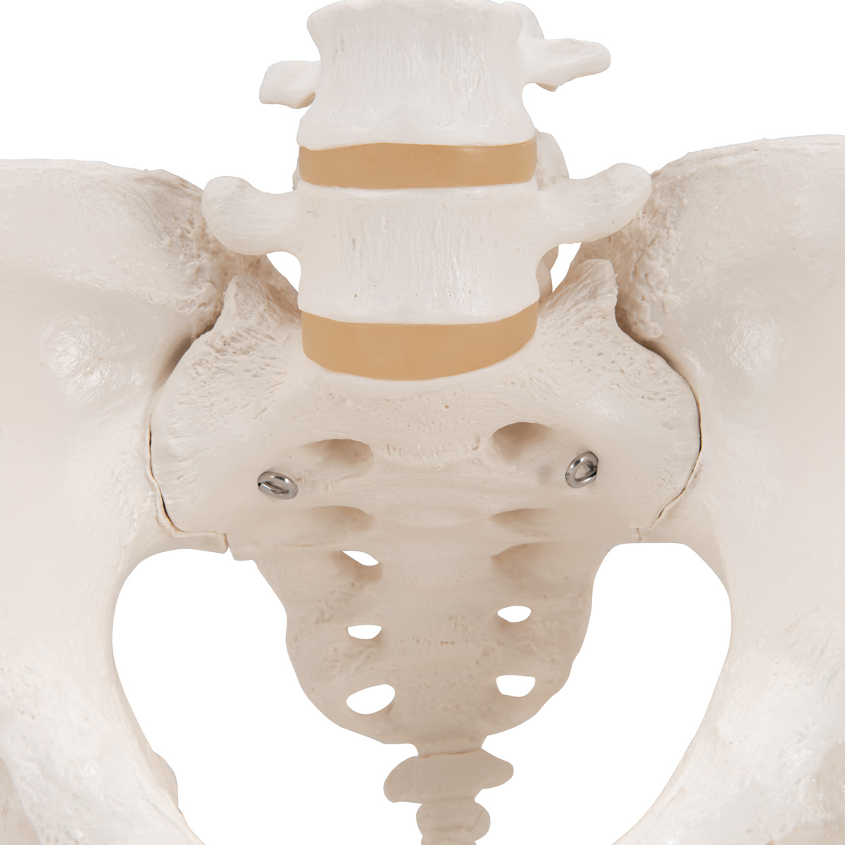 3B Scientific Anatomisch model van het vrouwelijk bekken - 3B Scientific, foto 4 van 4