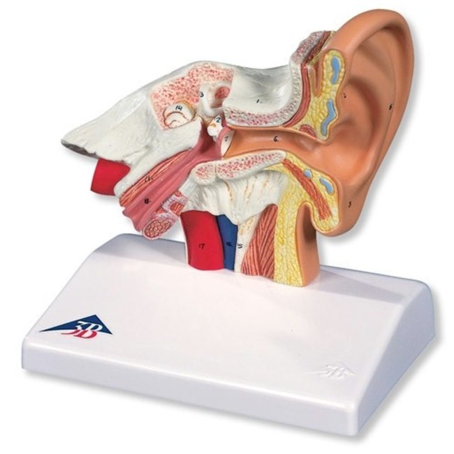 3B Scientific Anatomisch model van het Oor 1,5x vergroot