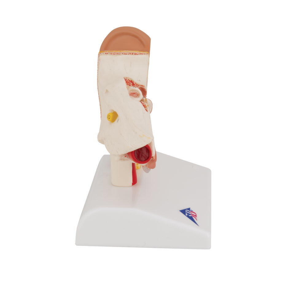 3B Scientific Anatomisch model van het Oor 1,5x vergroot, foto 3 van 6