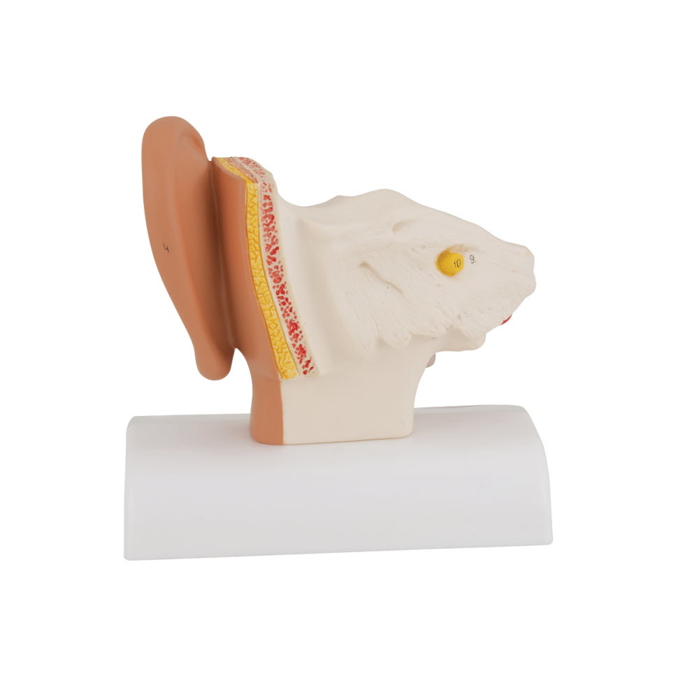 3B Scientific Anatomisch model van het Oor 1,5x vergroot, foto 4 van 6