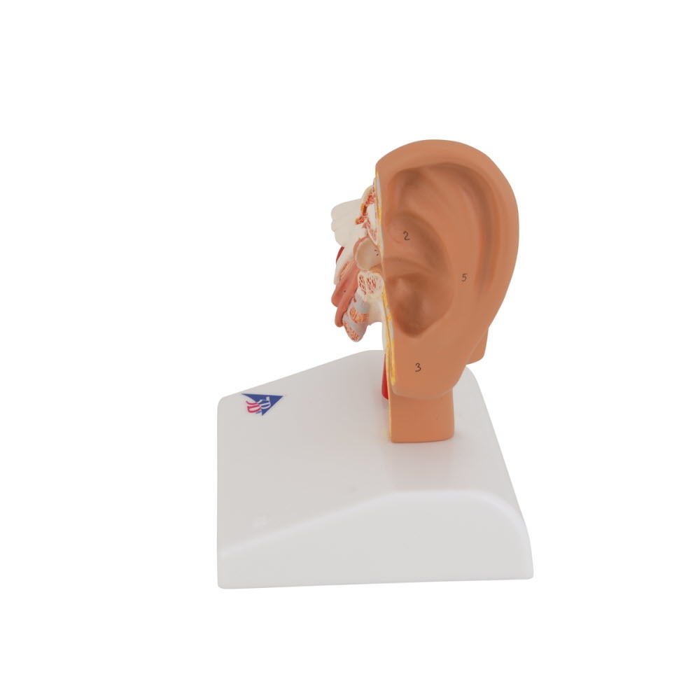 3B Scientific Anatomisch model van het Oor 1,5x vergroot, foto 5 van 6