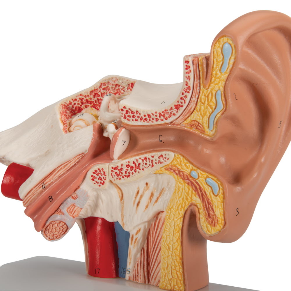 3B Scientific Anatomisch model van het Oor 1,5x vergroot, foto 6 van 6