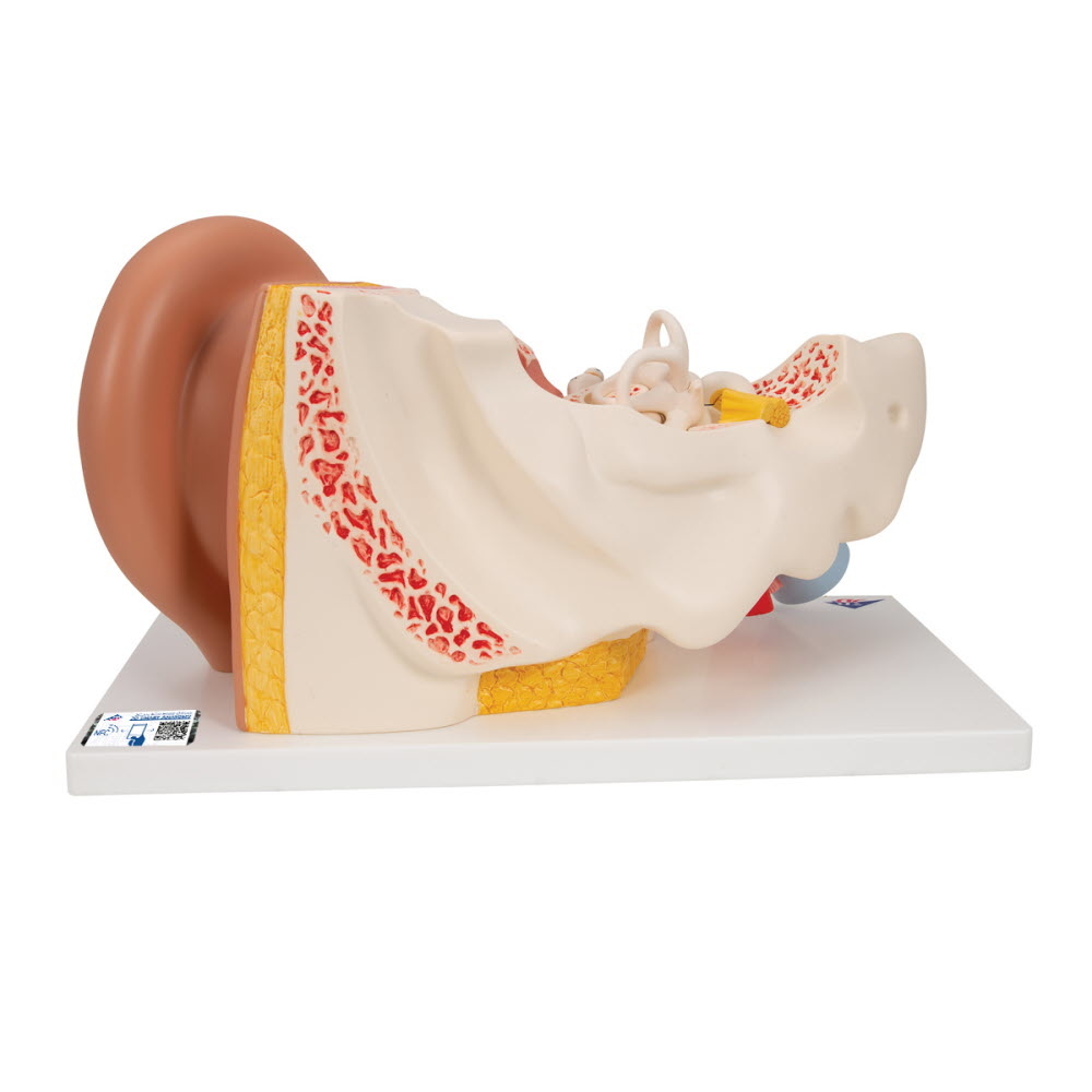 3B Scientific Anatomisch model van het oor 3x vergroot, foto 3 van 6