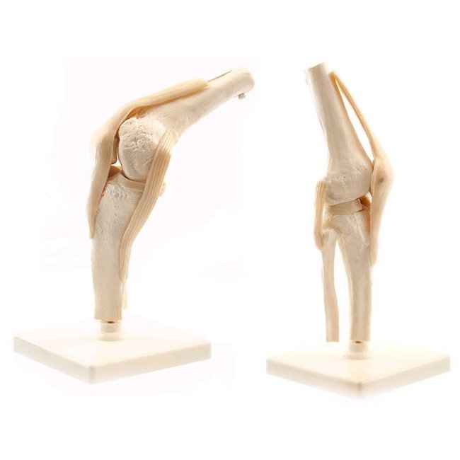 Anatomisch model van de Knie met ligamenten - Budget model