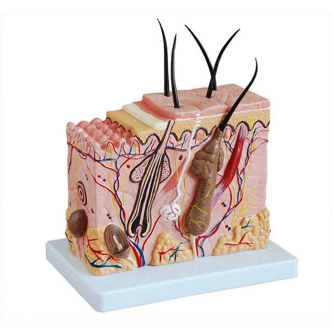 Anatomisch model van de huid, 70 maal vergroot