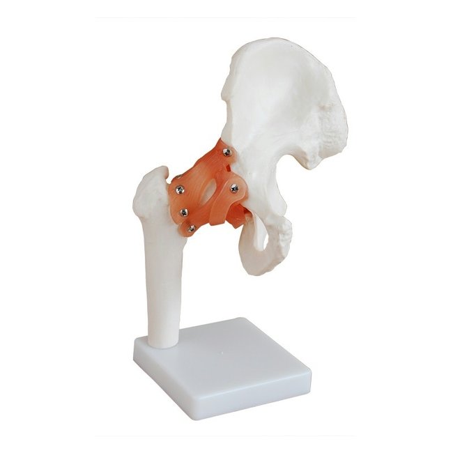 Anatomisch model van de Heup - Budget model