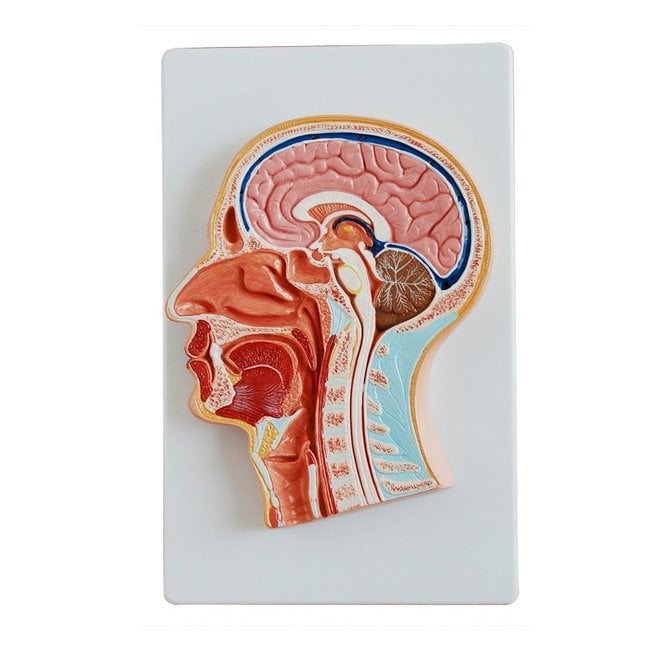 Anatomisch Model Doorsnede van het Hoofd - Mediaan genummerd