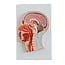 Anatomisch Model Doorsnede van het Hoofd - Mediaan genummerd